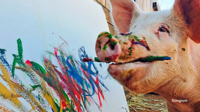 Pigcasso 3